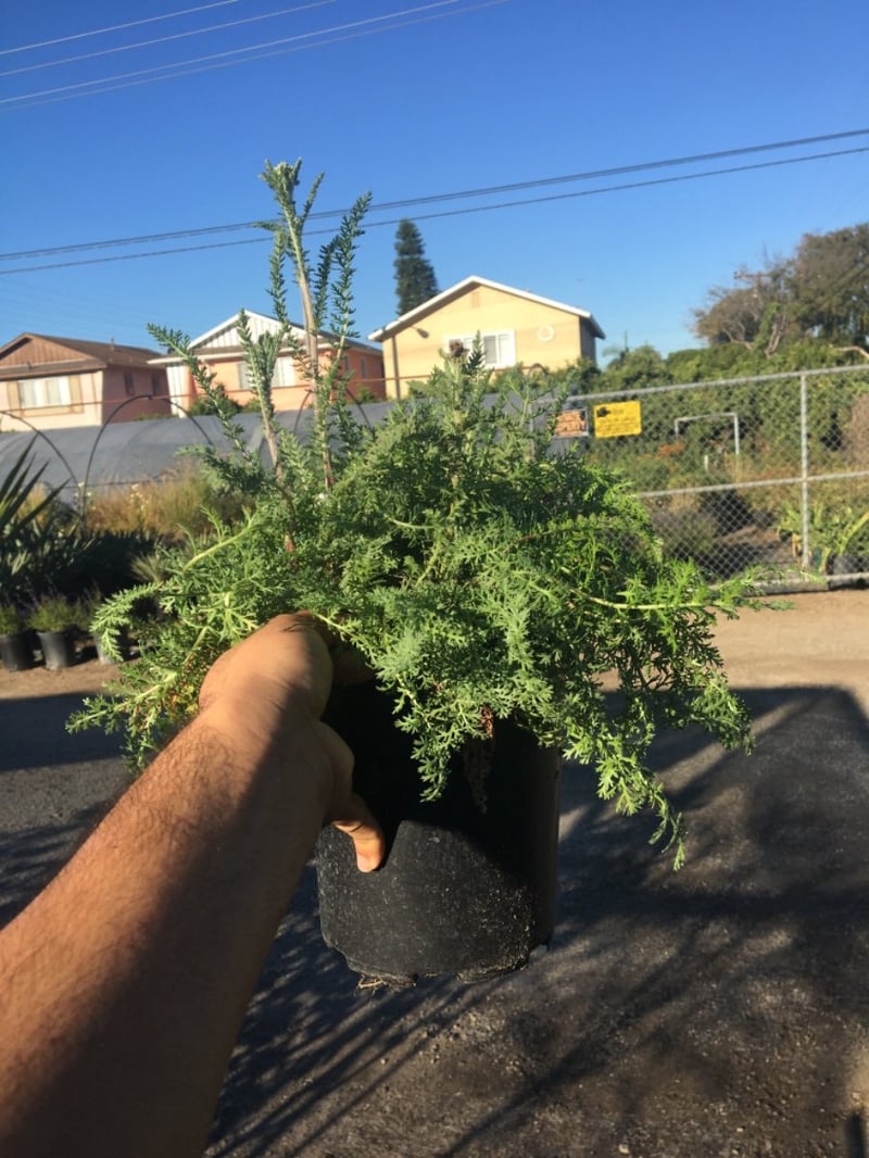 Photo for Achillea millefolium 'Paprika' (Paprika Common Yarrow)