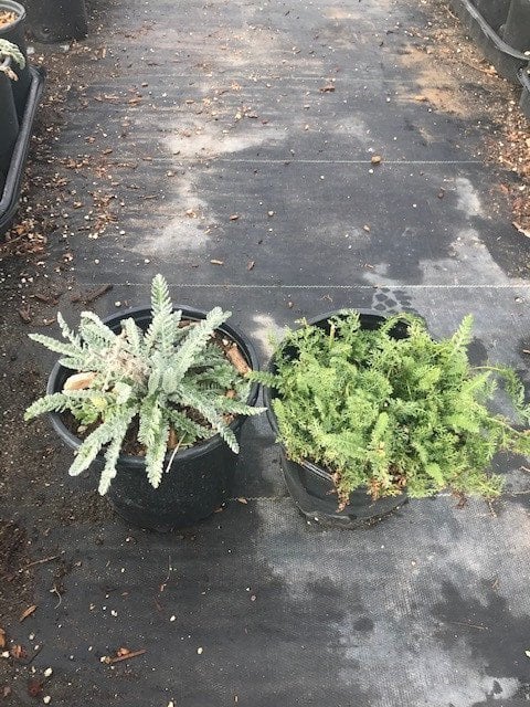 Photo for Achillea millefolium 'Terracotta' (Terracotta Common Yarrow)