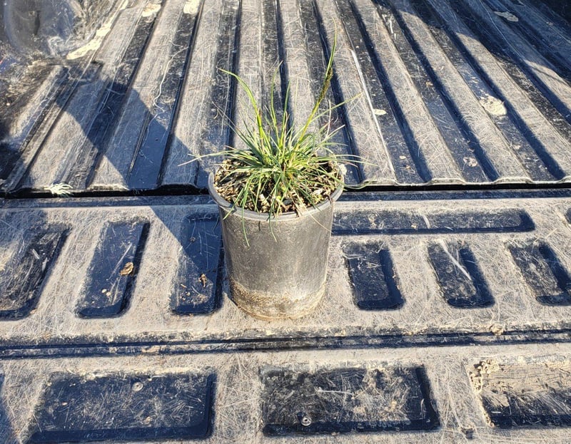 Photo for Sesleria autumnalis (Autumn Moor Grass)