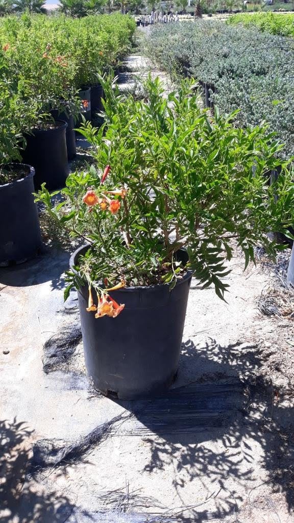 Photo for Tecoma x Crimson Flare (Crimson Flare Esperanza)