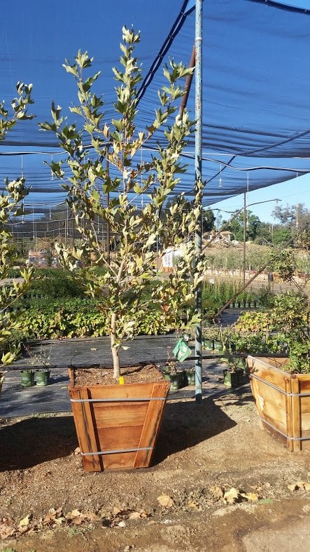 Photo for Platanus racemosa (California Sycamore)