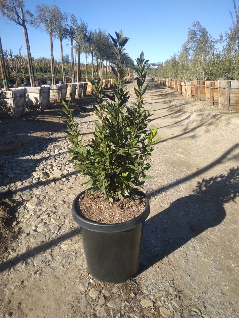 Photo for Laurus nobilis (Bush) (Sweet Bay Laurel)