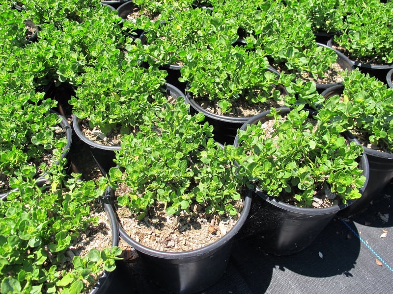 Photo for Baccharis pilularis 'Pigeon Point' (Pigeon Point Dwarf Coyote Brush)