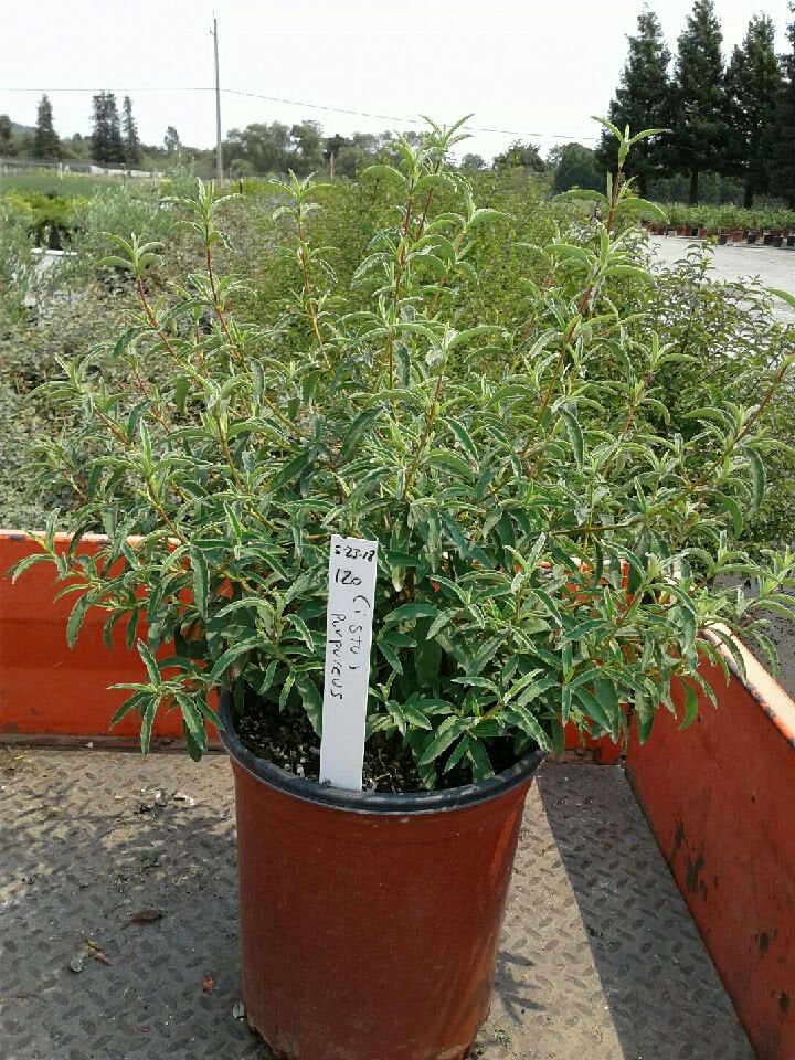 Photo for Cistus purpureus (Purple Rockrose)