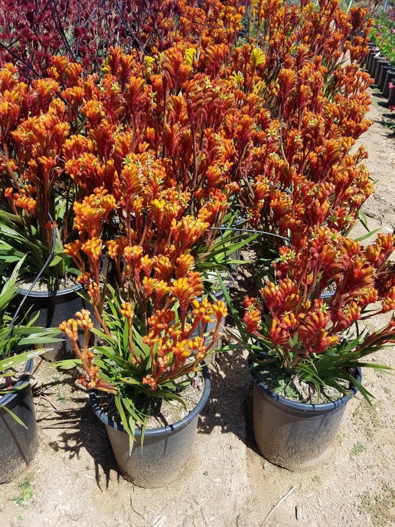 Photo for Anigozanthos 'Amber Velvet' (Amber Velvet Kangaroo Paw)