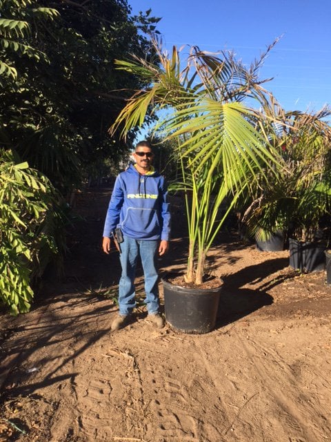 Photo for Howea forsteriana (Kentia Palm)