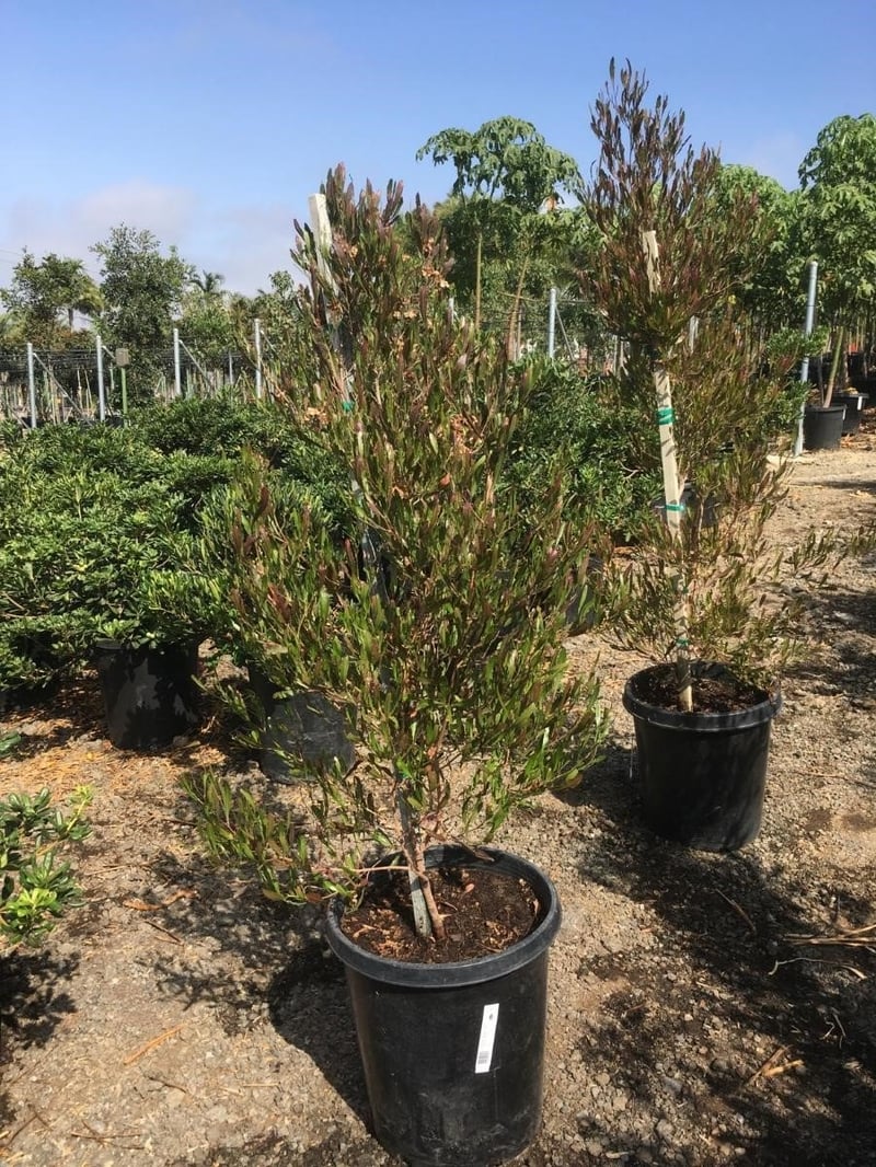 Photo for Dodonaea viscosa 'Purpurea' (Purple-leafed Hop-bush)