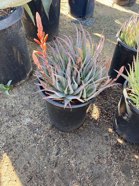 Photo for Aloe 'Blue Elf' (California Aloe, Blue Boy)