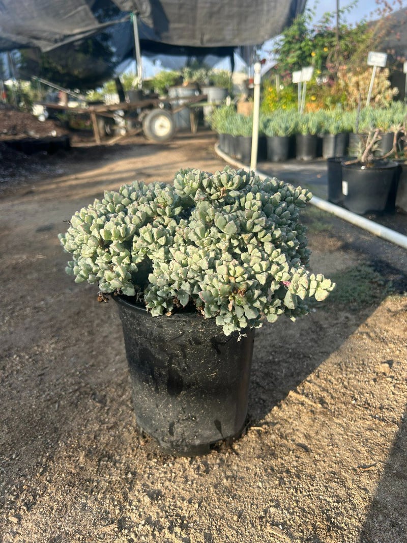 Photo for Oscularia (Lampranthus) deltoides (Pink Iceplant)