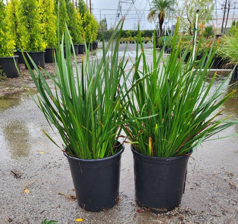Photo for Dietes vegeta (African Iris)