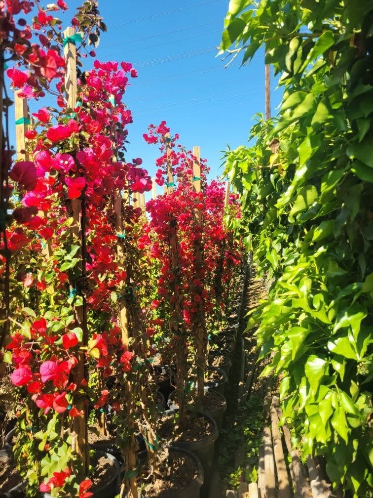 Photo for Bougainvillea 'San Diego Red' (Staked) (San Diego Red Bougainvillea)