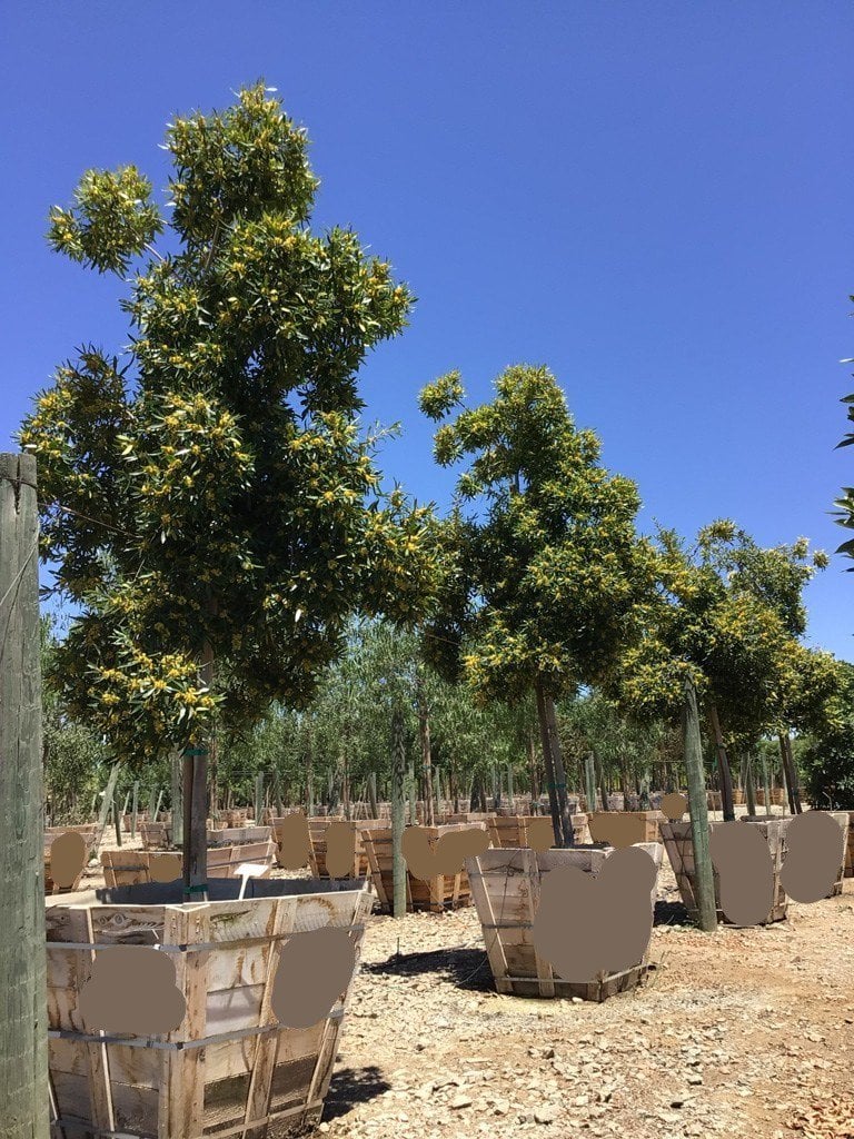 Photo for Tristaniopsis laurina (Standard) (Water Gum)