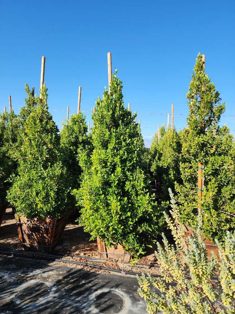 Photo for Ficus microcarpa nitida (Indian Laurel)