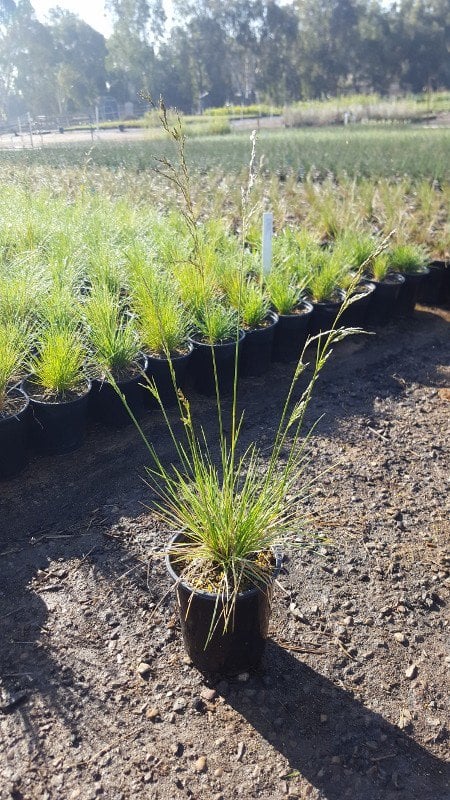 Photo for Deschampsia cespitosa 'Goldtau' (Golden Dew Tufted Hair Grass)