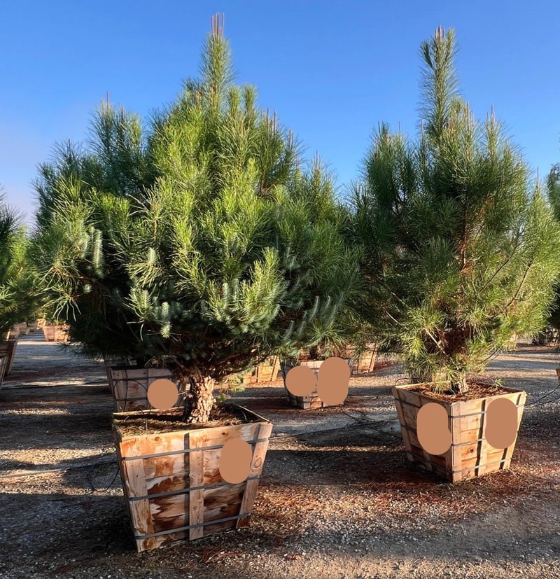 Photo for Pinus pinea (Italian Stone Pine)