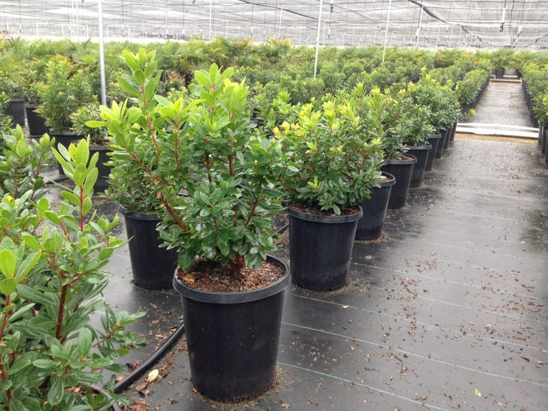 Photo for Arbutus unedo (Strawberry Tree)