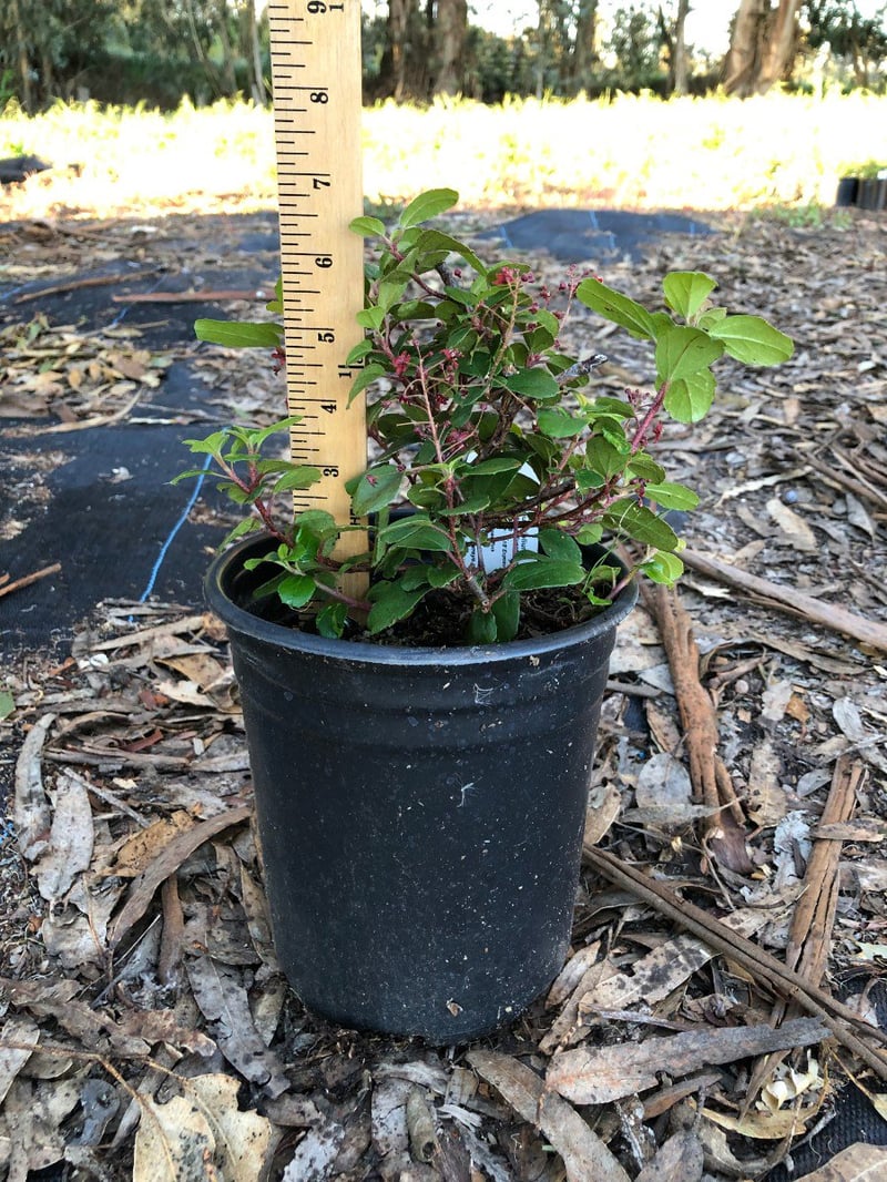 Photo for Ribes viburnifolium (Catalina Currant)