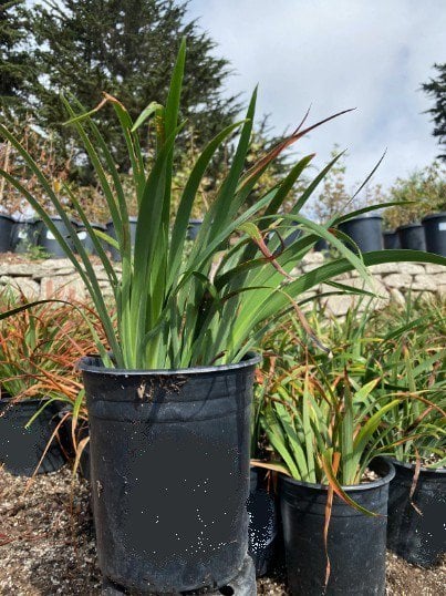Photo for Iris douglasiana ‘Canyon Snow’  (Canyon Snow Douglas Iris)