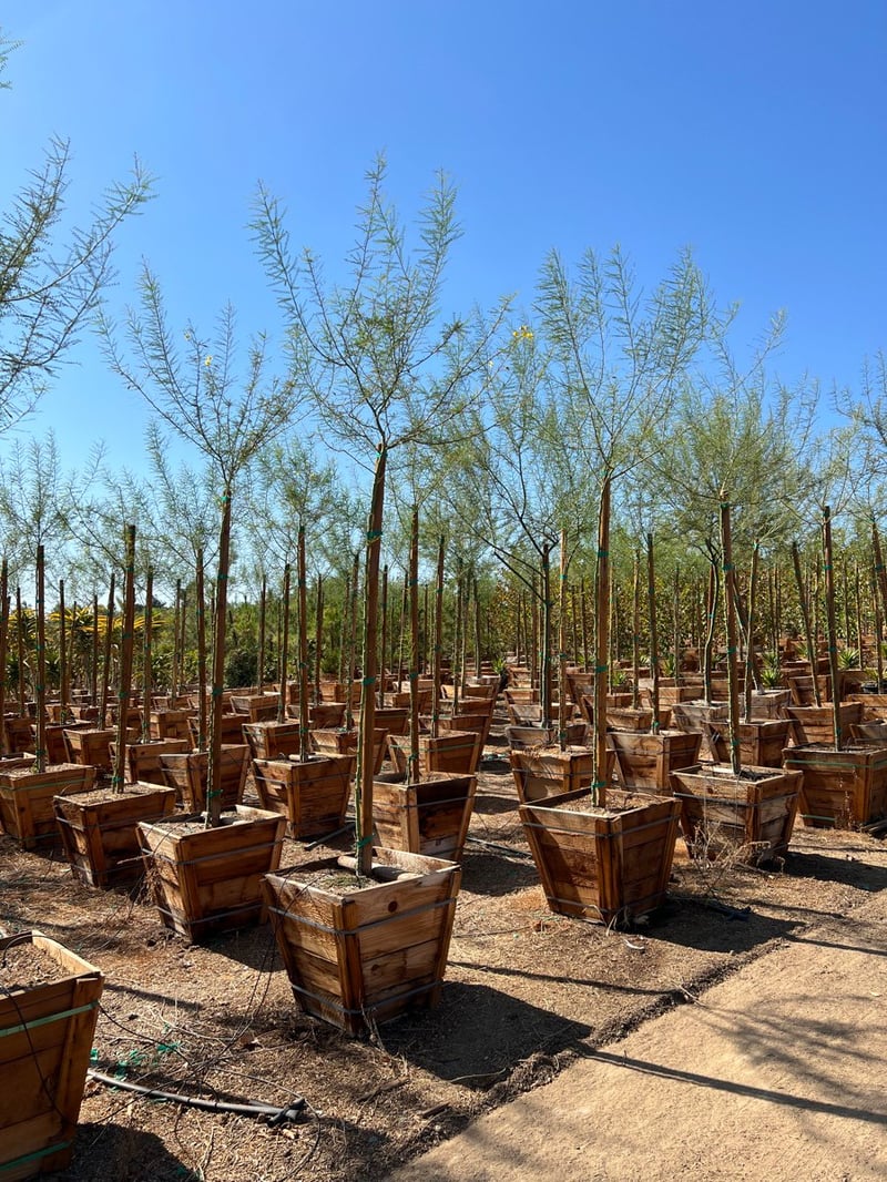 Photo for Parkinsonia 'Desert Museum' (Standard) (Desert Museum Palo Verde)