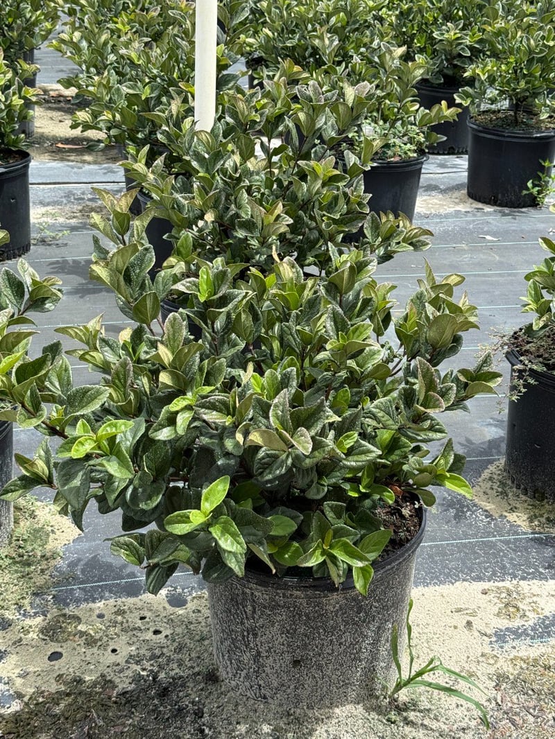 Photo for Viburnum suspensum (Sandankwa Viburnum)