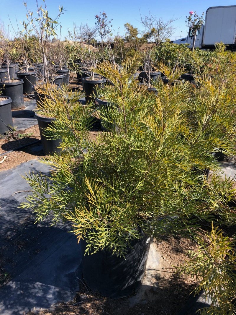 Photo for Grevillea 'Peaches and Cream' (Peaches and Cream Grevillea)