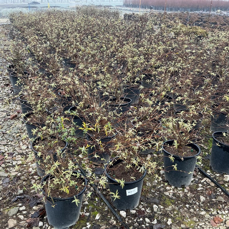 Photo for Buddleja davidii (Butterfly Bush)