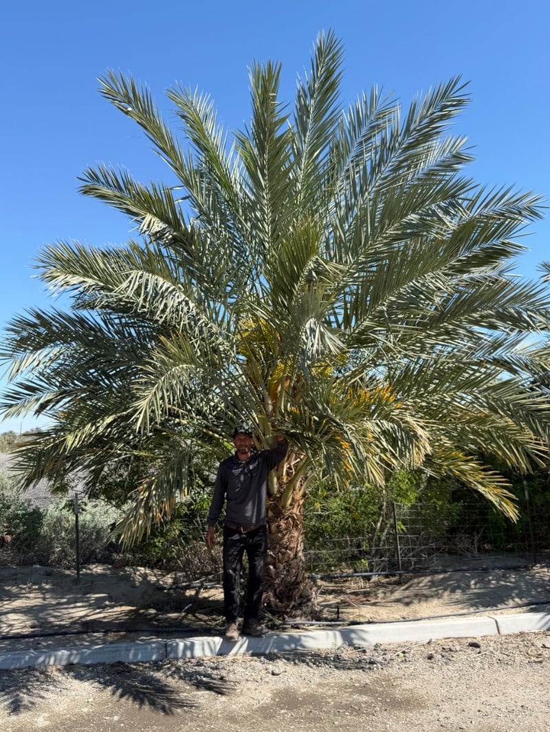 Photo for Phoenix dactylifera 'Medjool' (Medjool Date Palm)