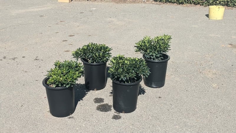 Photo for Pittosporum tobira 'Wheeler's Dwarf' (Wheeler's Dwarf Japanese Mock Orange)