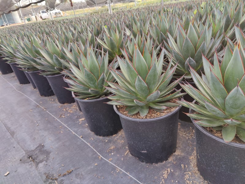 Photo for Agave 'Blue Glow' (Blue Glow Agave)