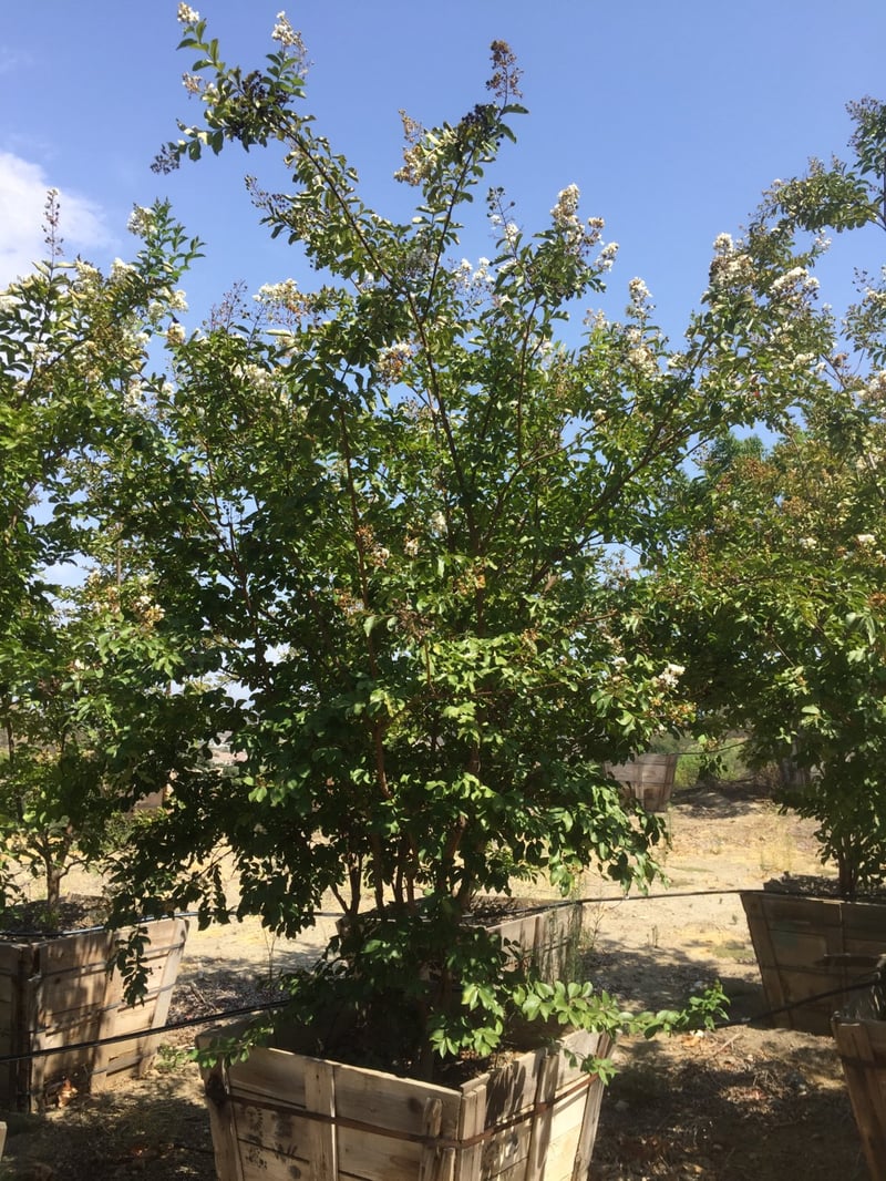 Photo for Lagerstroemia indica x fauriei 'Natchez' (Multi) (Natchez Crape Myrtle)