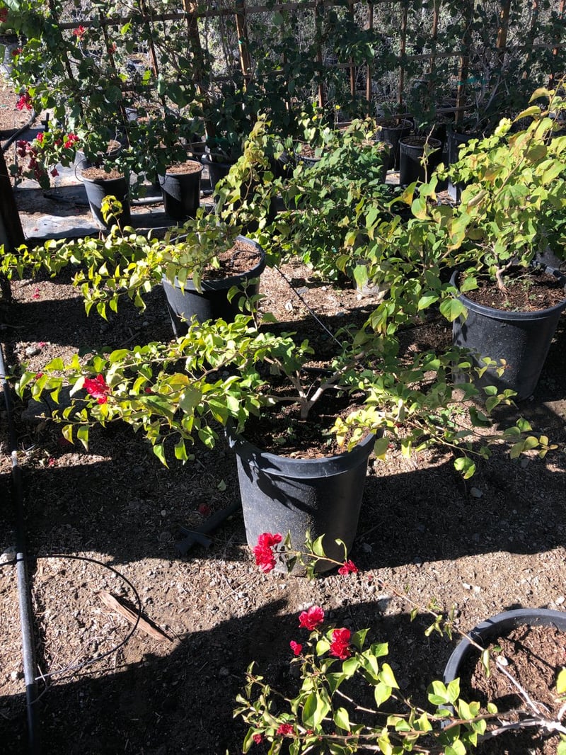 Photo for Bougainvillea 'Pink' (Shrub) (Pink Bougainvillea)
