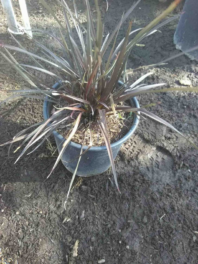 Photo for Phormium tenax 'Atropurpureum' (Bronze Flax)