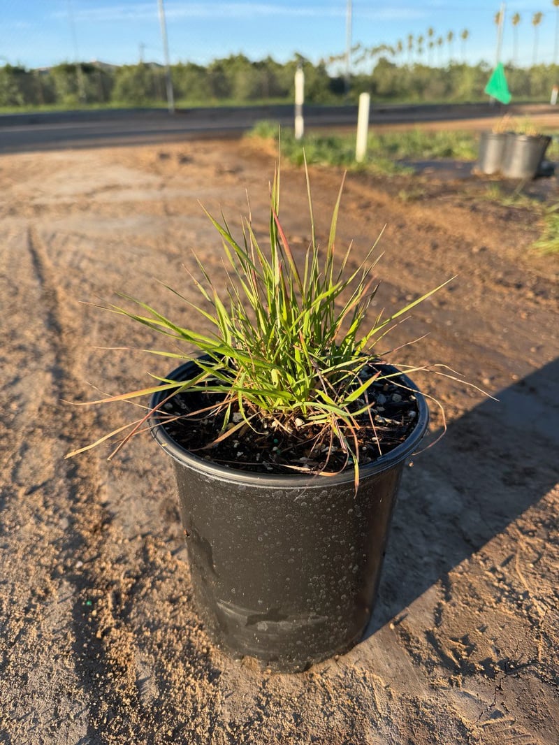 Photo for Leymus triticoides (Alkali Rye)