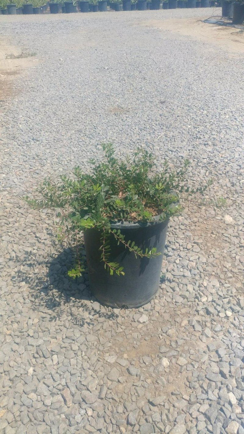 Photo for Arctostaphylos 'Emerald Carpet' ('Emerald Carpet' Manzanita)