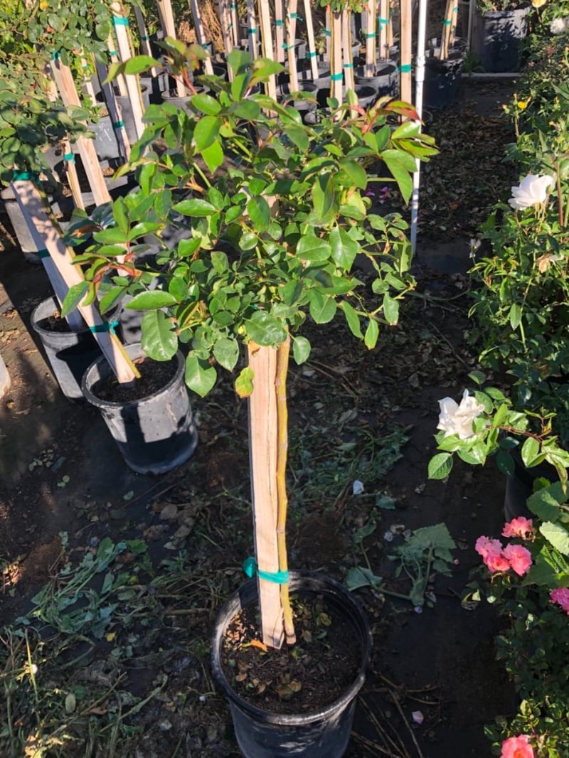 Photo for Rosa 'Iceberg' (Patio Tree) (Iceberg Rose)