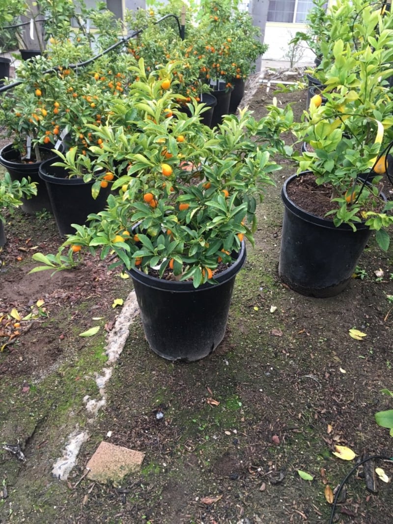 Photo for Fortunella margarita 'Nagami' (Dwarf Nagami Kumquat)