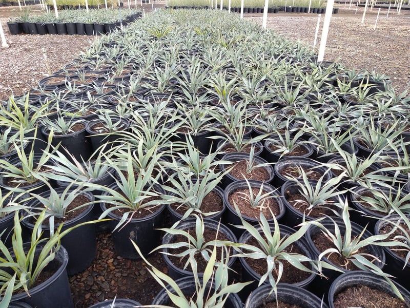 Photo for Yucca pallida (Pale Leaf Yucca)
