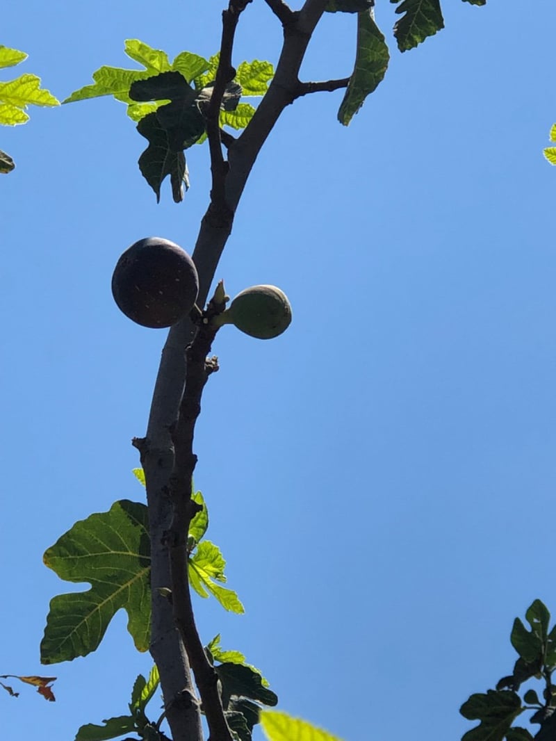 Photo for Ficus carica 'Black Mission' (Black Mission Fig)