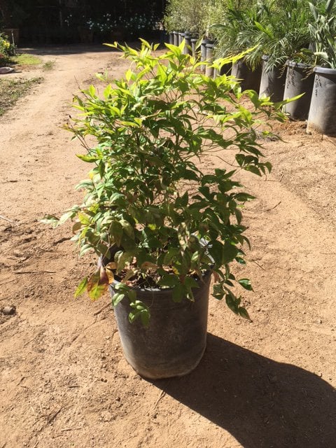 Photo for Nandina domestica 'Nana' (Dwarf Heavenly Bamboo)