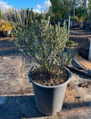 Photo for Lavandula stoechas 'Otto Quast' (Otto Quast Spanish Lavender)