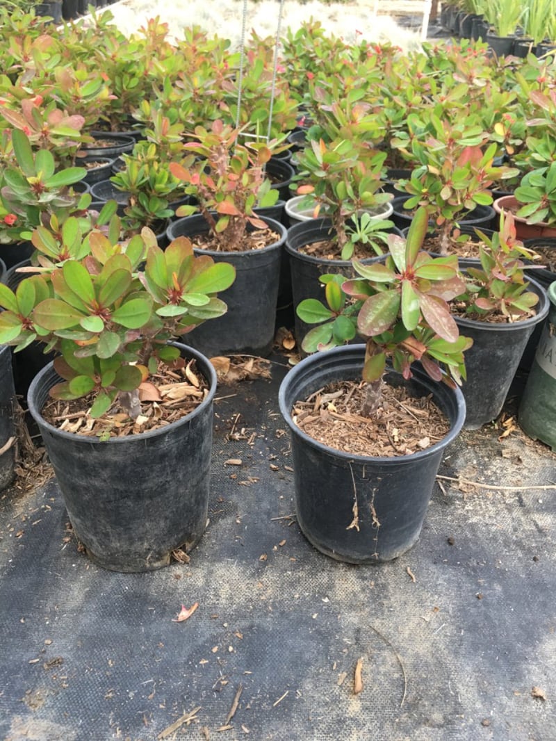 Photo for Euphorbia milii (Crown of Thorns)