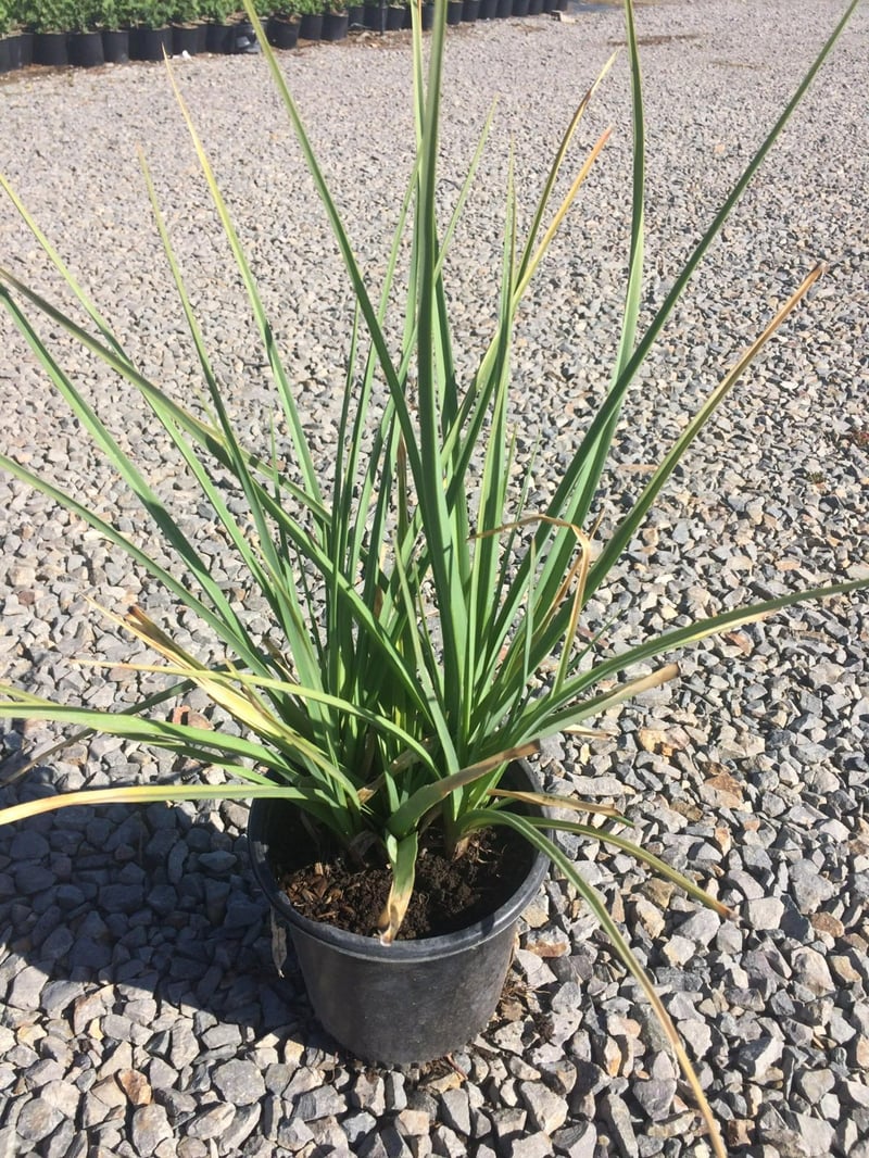 Photo for Kniphofia uvaria (Red Hot Poker)