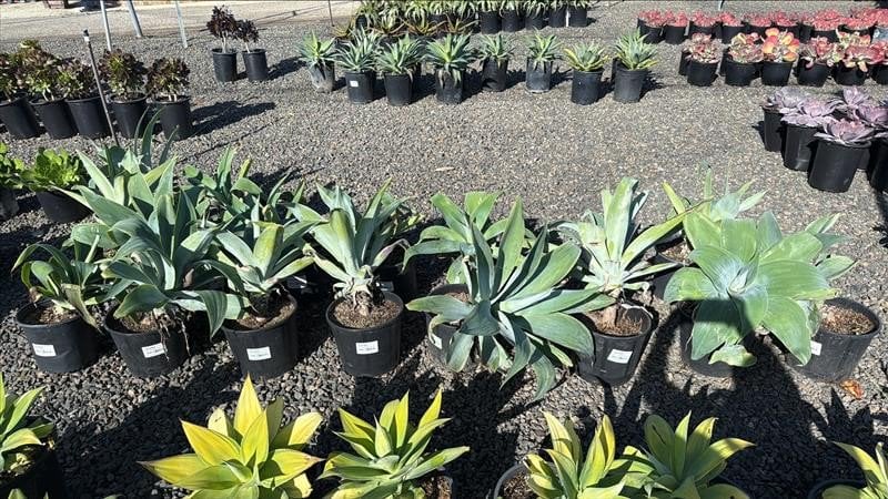 Photo for Agave attenuata 'Nova' (Blue Fox Tail Agave)