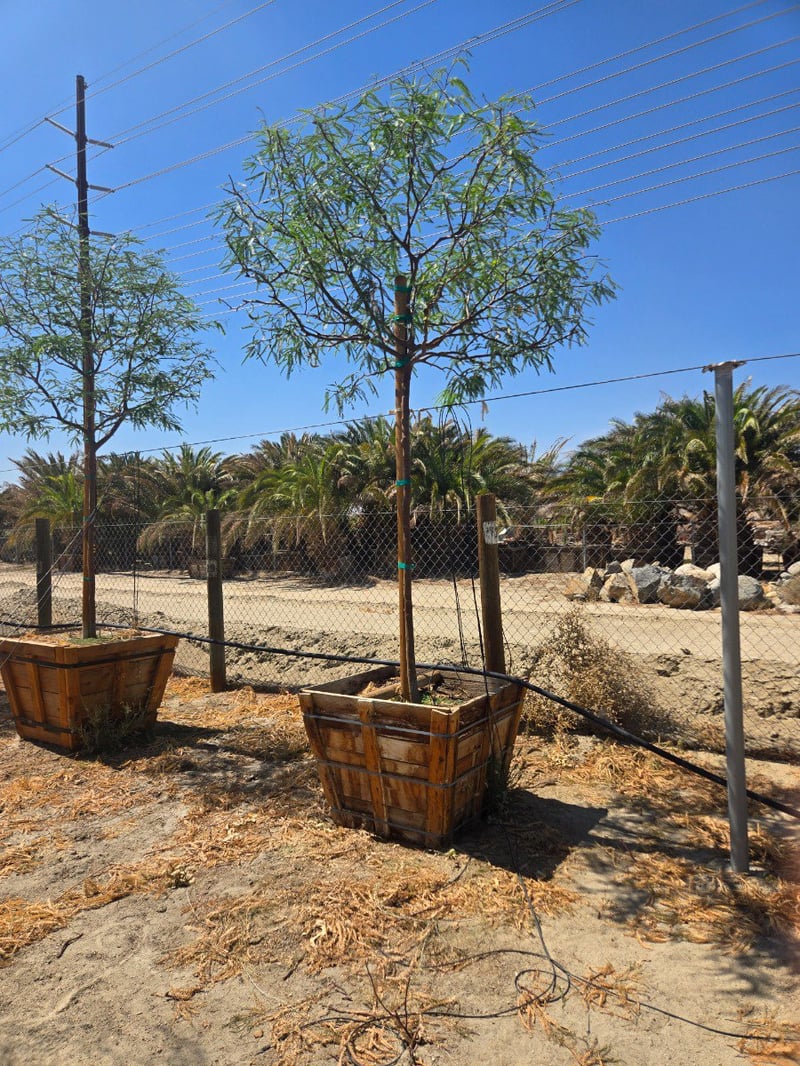Photo for Prosopis chilensis (Standard) (Thornless Chilean Mesquite)