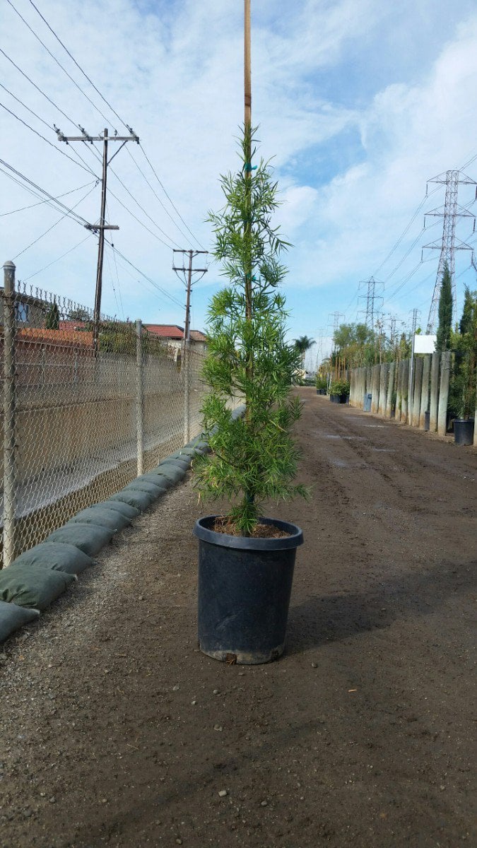 Photo for Podocarpus gracilior (Fern Pine)