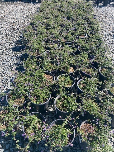 Photo for Ceanothus 'Centennial' (Centennial California Wild Lilac)