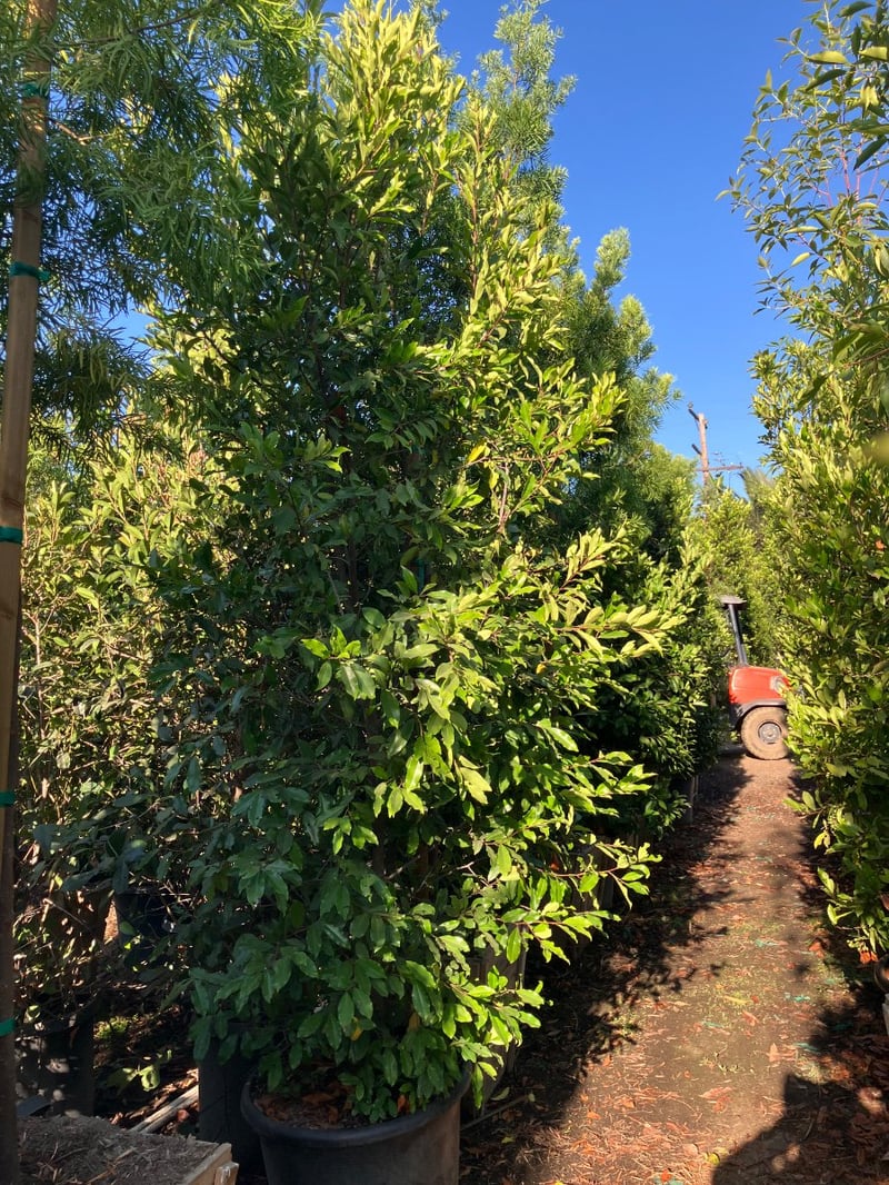 Photo for Prunus caroliniana (Column) (Carolina Cherry Laurel)