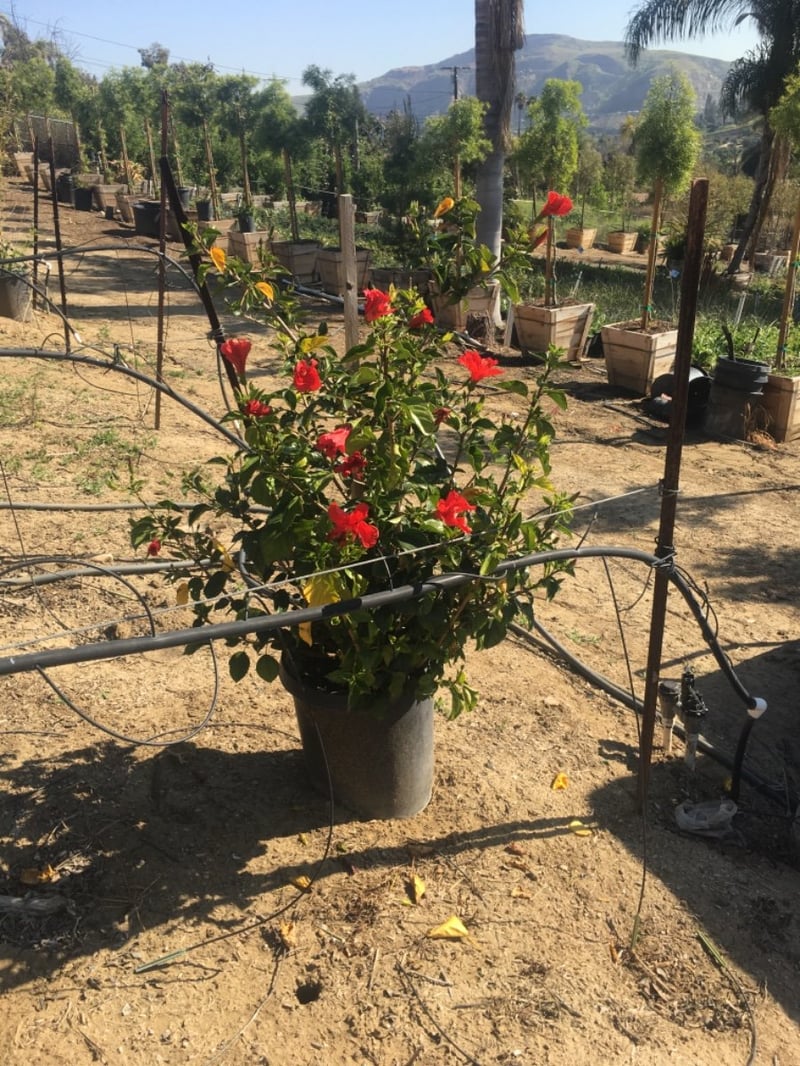 Photo for Hibiscus rosa-sinensis (Chinese hibiscus)