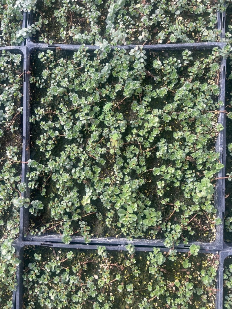 Photo for Sedum spurium 'John Creech' (John Creech Stonecrop)