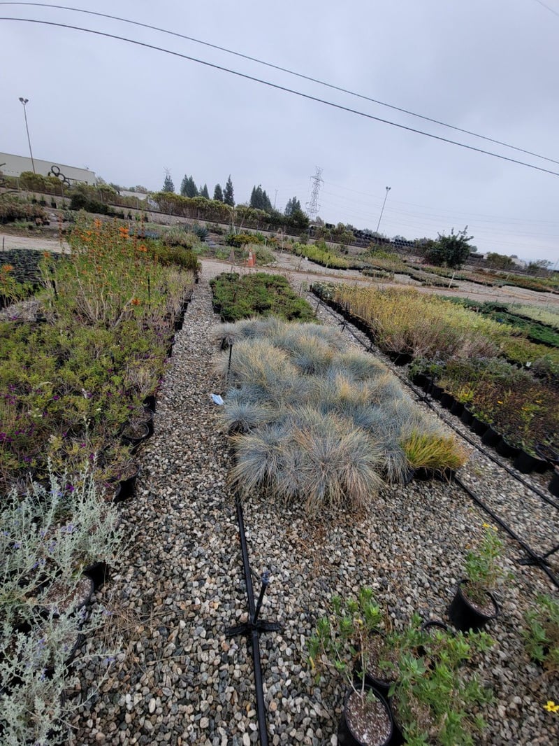 Photo for Festuca idahoense 'Siskiyou Blue' (Siskiyou Blue Fescue)